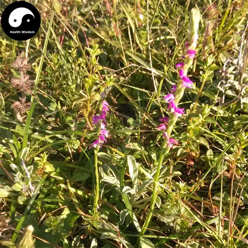 Pan Long Shen 盤龍參, Chinese Ladiestresses Herb, Herba Spiranthis Lanceae, Pan Long Cao-Health Wisdom™