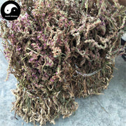 Pan Long Shen 盤龍參, Chinese Ladiestresses Herb, Herba Spiranthis Lanceae, Pan Long Cao-Health Wisdom™