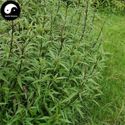 Pei Lan 佩蘭, Herba Eupatorii, Fortune Eupatorium Herb-Health Wisdom™