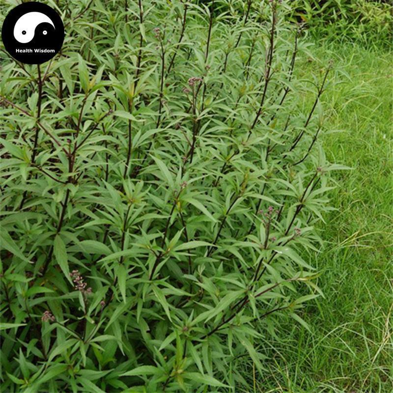 Pei Lan 佩蘭, Herba Eupatorii, Fortune Eupatorium Herb-Health Wisdom™