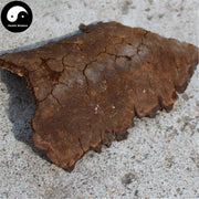 Phellinus, Ban He Kong Jun 斑褐孔菌-Health Wisdom™