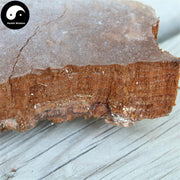 Phellinus, Ban He Kong Jun 斑褐孔菌-Health Wisdom™