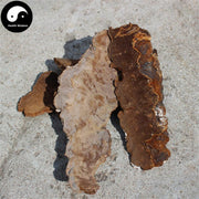 Phellinus, Ban He Kong Jun 斑褐孔菌-Health Wisdom™