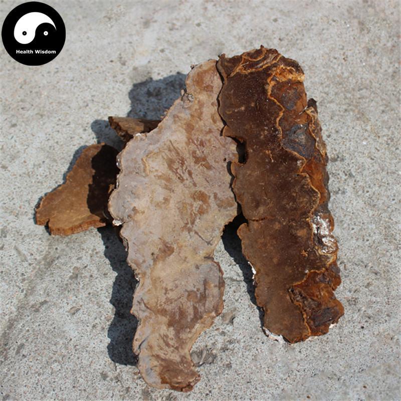 Phellinus, Ban He Kong Jun 斑褐孔菌-Health Wisdom™