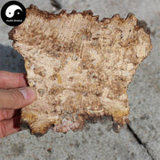 Phellinus, Ban He Kong Jun 斑褐孔菌-Health Wisdom™