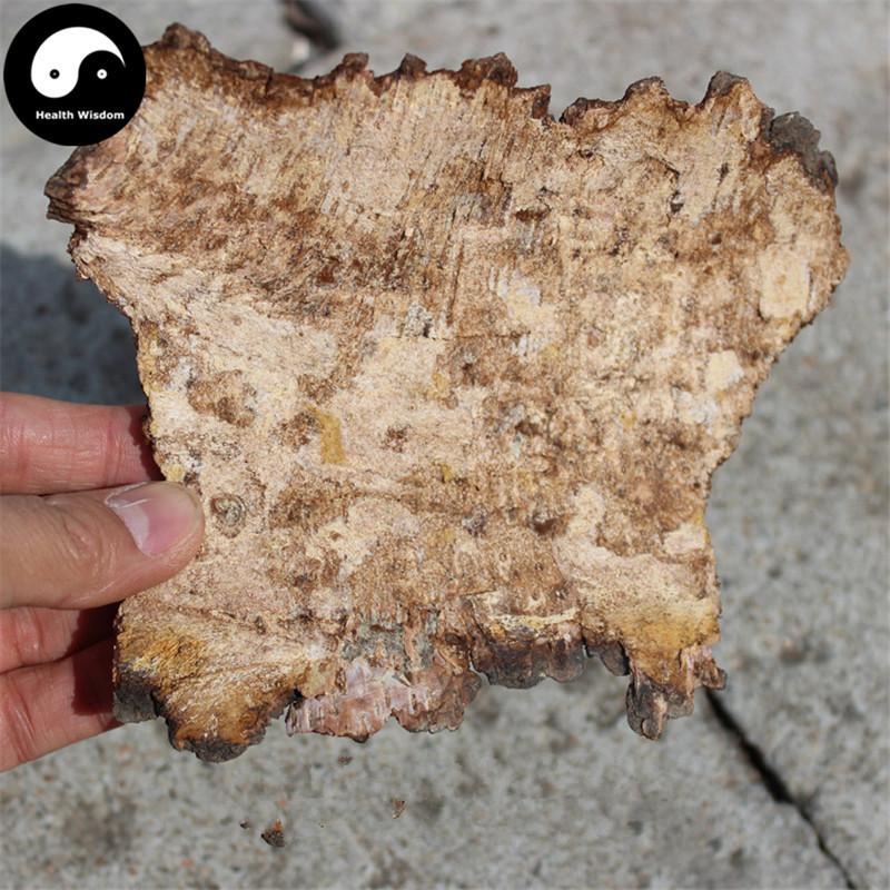 Phellinus, Ban He Kong Jun 斑褐孔菌-Health Wisdom™