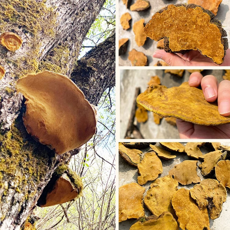 Phellinus Linteus, Mesima, Meshimakobu, Song-Gen, Sang-Hwang, Sang Huang 桑黄-Health Wisdom™
