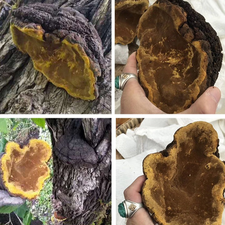 Phellinus Linteus, Mesima, Meshimakobu, Song-Gen, Sang-Hwang, Sang Huang 桑黄-Health Wisdom™