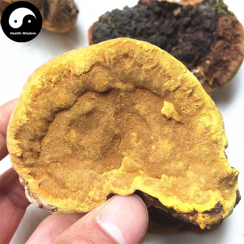 Phellinus Linteus, Mesima, Meshimakobu, Song-Gen, Sang-Hwang, Sang Huang 桑黄-Health Wisdom™
