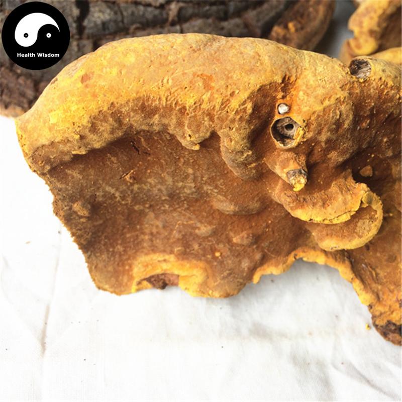 Phellinus Linteus, Mesima, Meshimakobu, Song-Gen, Sang-Hwang, Sang Huang 桑黄-Health Wisdom™