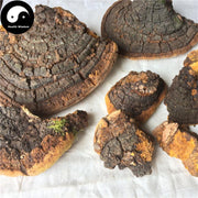 Phellinus Linteus, Mesima, Meshimakobu, Song-Gen, Sang-Hwang, Sang Huang 桑黄-Health Wisdom™