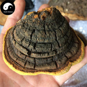 Phellinus Linteus, Mesima, Meshimakobu, Song-Gen, Sang-Hwang, Sang Huang 桑黄-Health Wisdom™
