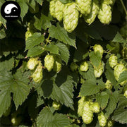 Pi Jiu Hua 啤酒花, Flos Humuli Lupuli, European Hop Flower, She Ma Hua-Health Wisdom™