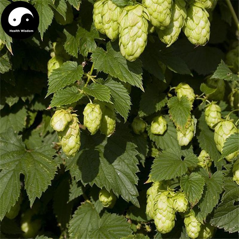Pi Jiu Hua 啤酒花, Flos Humuli Lupuli, European Hop Flower, She Ma Hua-Health Wisdom™