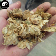 Pi Jiu Hua 啤酒花, Flos Humuli Lupuli, European Hop Flower, She Ma Hua-Health Wisdom™