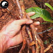 Pi Pa Gen 枇杷根, Loquat Root, Radix Eriobotryae-Health Wisdom™