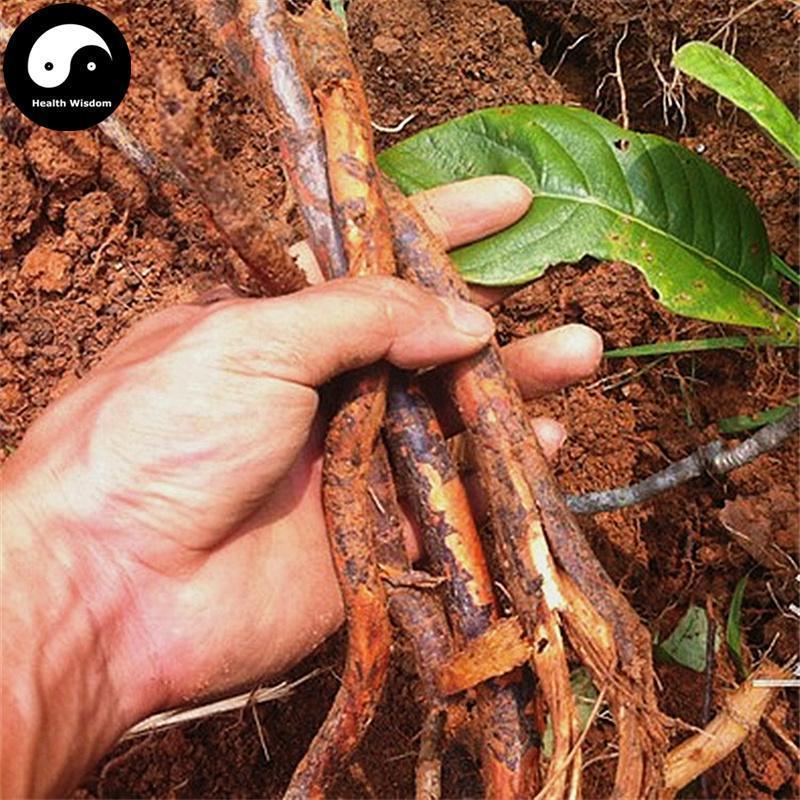 Pi Pa Gen 枇杷根, Loquat Root, Radix Eriobotryae-Health Wisdom™
