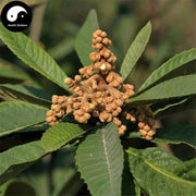 Pi Pa Hua 枇杷花, Loquat Flower Tea, Flos Eriobotrya Japonica-Health Wisdom™