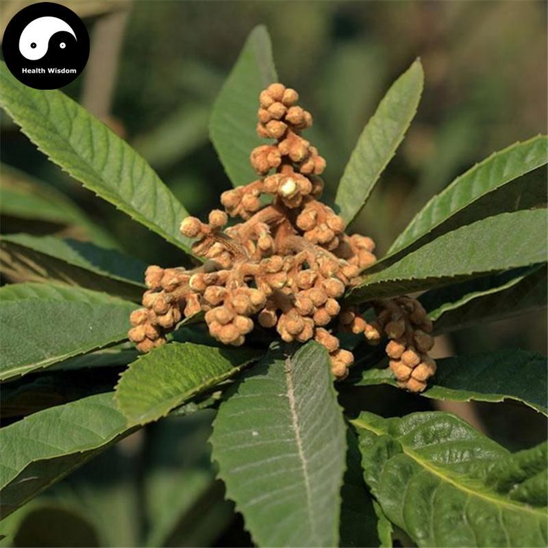 Pi Pa Hua 枇杷花, Loquat Flower Tea, Flos Eriobotrya Japonica-Health Wisdom™