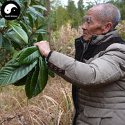 Pi Pa Ye 枇杷葉, Folium Eriobotryae, Loguat Leaf Tea-Health Wisdom™