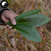 Pi Pa Ye 枇杷葉, Folium Eriobotryae, Loguat Leaf Tea-Health Wisdom™