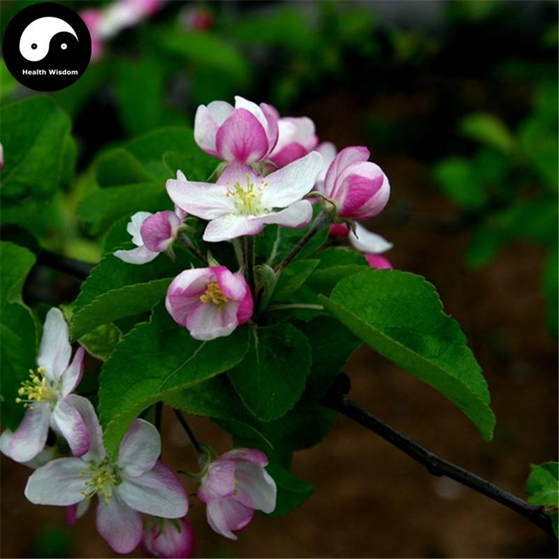 Ping Guo Hua 苹果花, Apple Flower, Apple Blossom-Health Wisdom™