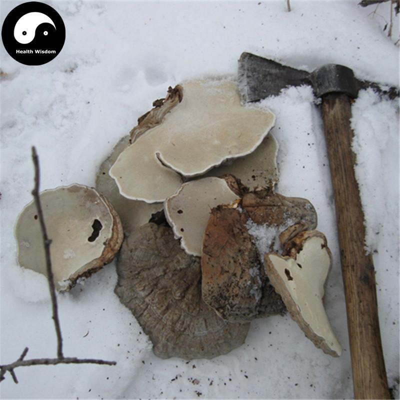 Piptoporus Betulinus Tea, Dried Birch Bracket Mushroom, Kanbatake, White Ling Zhi 白灵芝-Health Wisdom™