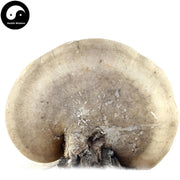 Piptoporus Betulinus Tea, Dried Birch Bracket Mushroom, Kanbatake, White Ling Zhi 白灵芝-Health Wisdom™