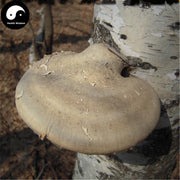 Piptoporus Betulinus Tea, Dried Birch Bracket Mushroom, Kanbatake, White Ling Zhi 白灵芝-Health Wisdom™