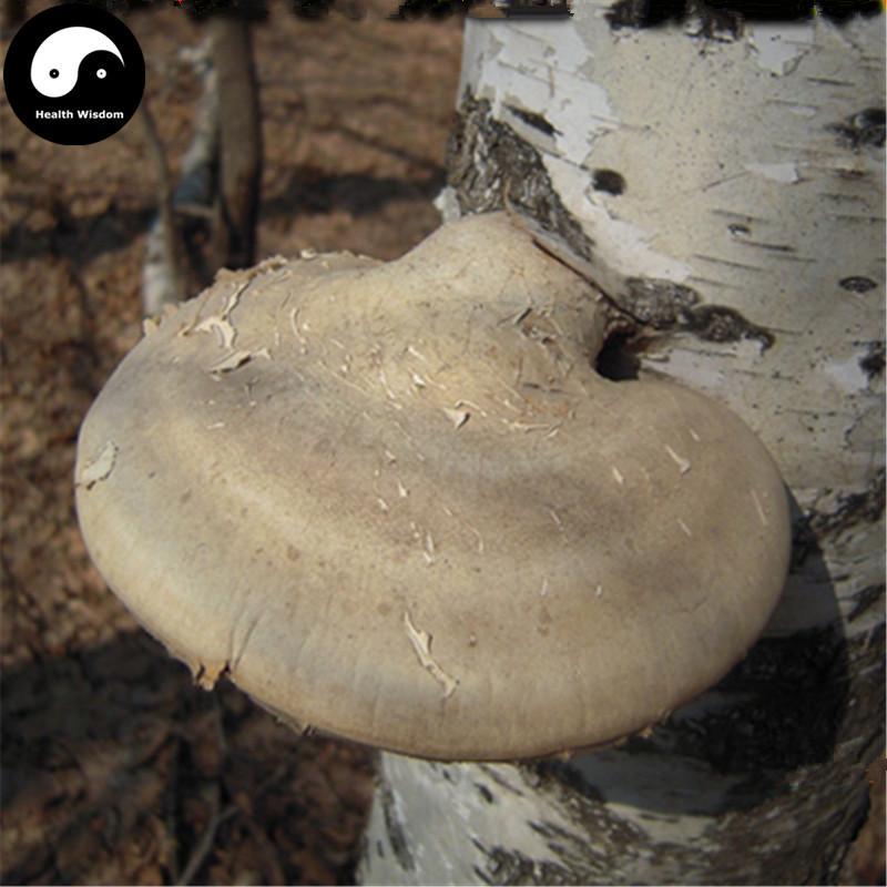 Piptoporus Betulinus Tea, Dried Birch Bracket Mushroom, Kanbatake, White Ling Zhi 白灵芝-Health Wisdom™