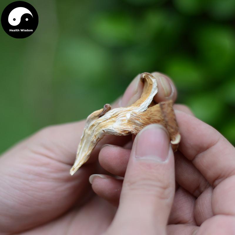 Pleurotus Ostreatus, Oyster Mushroom, Hiratake, Ping Gu 平菇-Health Wisdom™