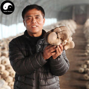 Pleurotus Ostreatus, Oyster Mushroom, Hiratake, Ping Gu 平菇-Health Wisdom™