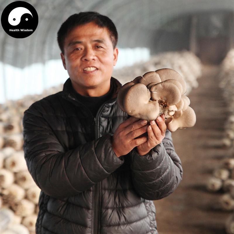 Pleurotus Ostreatus, Oyster Mushroom, Hiratake, Ping Gu 平菇-Health Wisdom™