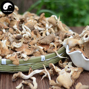 Pleurotus Ostreatus, Oyster Mushroom, Hiratake, Ping Gu 平菇-Health Wisdom™