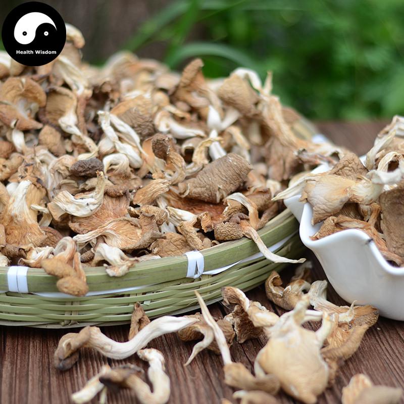 Pleurotus Ostreatus, Oyster Mushroom, Hiratake, Ping Gu 平菇-Health Wisdom™