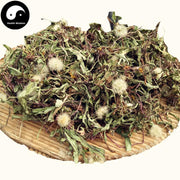 Pu Gong Ying 蒲公英, Herba Taraxaci, Mongolian Dandelion Herb, Po Po Ding-Health Wisdom™
