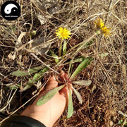 Pu Gong Ying 蒲公英, Herba Taraxaci, Mongolian Dandelion Herb, Po Po Ding-Health Wisdom™