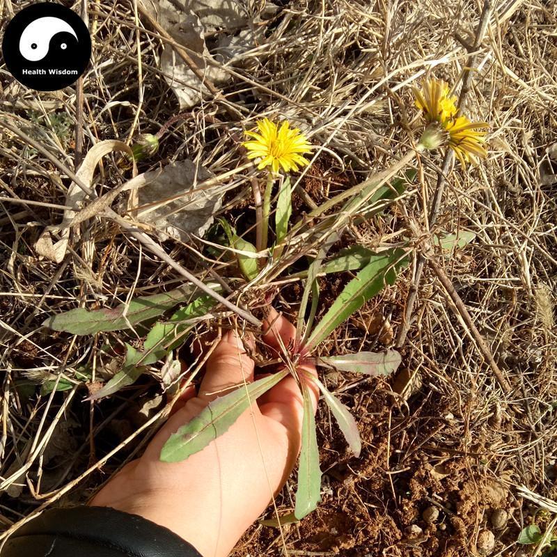 Pu Gong Ying 蒲公英, Herba Taraxaci, Mongolian Dandelion Herb, Po Po Ding-Health Wisdom™