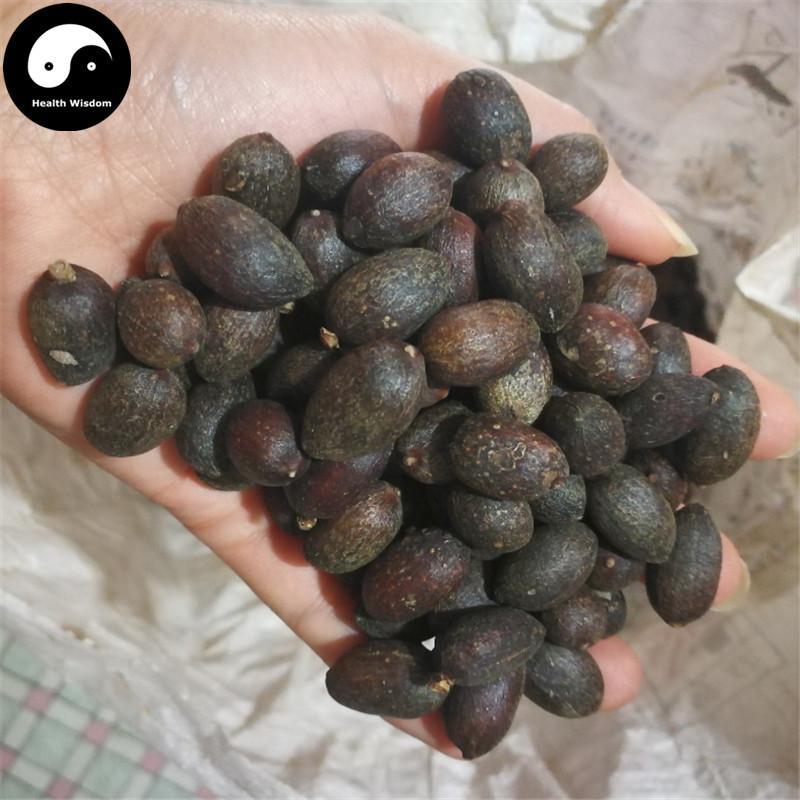 Pu Kui Zi 蒲葵子, Chinese Fanpalm Seed, Semen Livistonae Chinensis-Health Wisdom™
