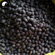 Pu Kui Zi 蒲葵子, Chinese Fanpalm Seed, Semen Livistonae Chinensis-Health Wisdom™