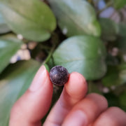 Pu'er Tea Cream 普洱茶膏 Pu erh Ball Tea 100g Yunnan Ripe Pu Er Extract-Health Wisdom™