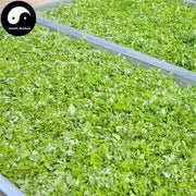 Pure Ai Ye 艾叶 Powder Food Grade Argy Wormwood Leaf Powder For Home DIY Drink Cake Juice-Health Wisdom™