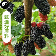 Pure Fruit Mulberry Powder Food Grade Sang Shen 桑葚 Powder For Home DIY Drink Cake Juice-Health Wisdom™