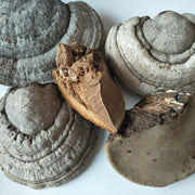 Pure Powder Fomes Fomentarius, Tinder Conk Mushroom, Tsuriganetabe, 木蹄层孔菌-Health Wisdom™