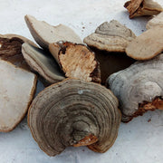 Pure Powder Fomes Fomentarius, Tinder Conk Mushroom, Tsuriganetabe, 木蹄层孔菌-Health Wisdom™