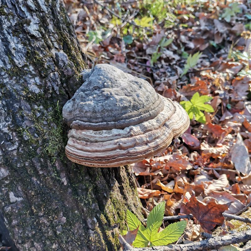 Pure Powder Fomes Fomentarius, Tinder Conk Mushroom, Tsuriganetabe, 木蹄层孔菌-Health Wisdom™