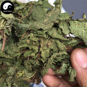 Pure Powder Ha Ma Cao 蛤蟆草, Herba Tea Bothriospermum Chinense, Xue Jian Cao-Health Wisdom™