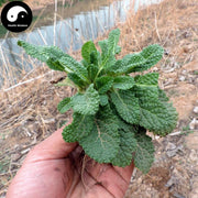 Pure Powder Ha Ma Cao 蛤蟆草, Herba Tea Bothriospermum Chinense, Xue Jian Cao-Health Wisdom™