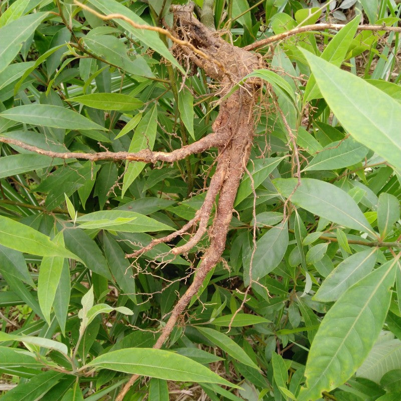 Pure Powder Mu Jiang Zi Gen 木姜子根, Litsea Euosma Roots, Radix Litseamollis, Shan Hu Jiao Gen-Health Wisdom™