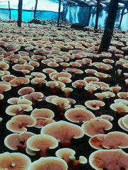 Pure Reishi Mushroom Spore Powder, Ganoderma Lucidum Extract, Ling Zhi 灵芝孢子粉-Health Wisdom™